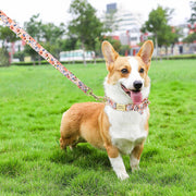 Custom Engraved Nylon Dog Collar and Leash Set