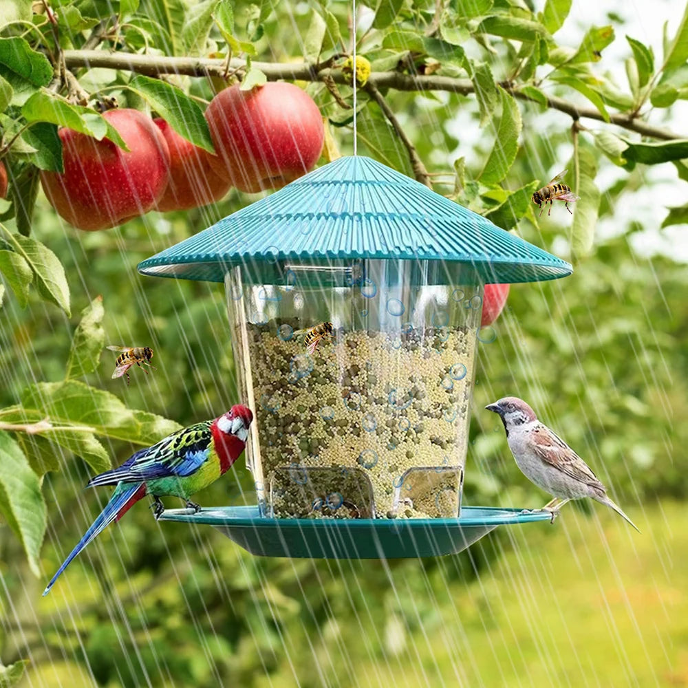 Birds